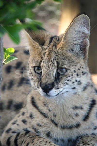 Selvatico cat orecchie faccia africa Foto d'archivio © fouroaks