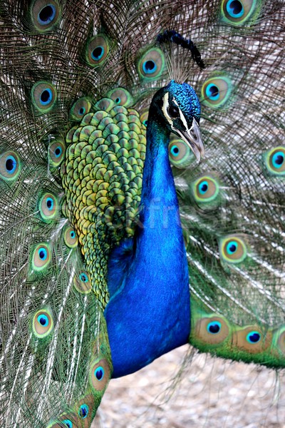 [[stock_photo]]: Paon · écran · belle · oiseau · fond · beauté