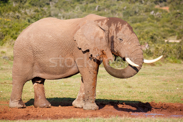 Elephant having Mud Bath Stock photo © fouroaks