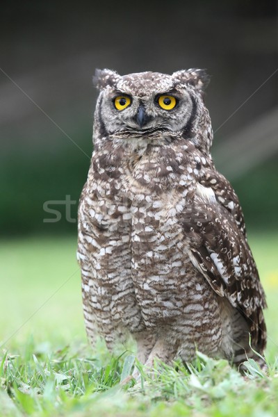 Spotted Eagle Owl on Grass Stock photo © fouroaks