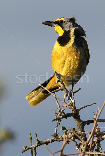 Bushshrike or Bokmakierie Bird Stock photo © fouroaks