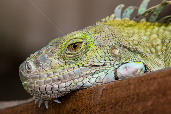 Foto stock: Verde · iguana · réptil · detalhado · pele · natureza