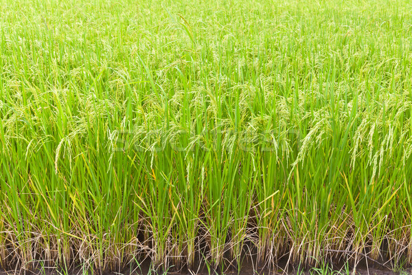 Foto stock: Arrozal · Tailândia · grama · natureza · outono · asiático