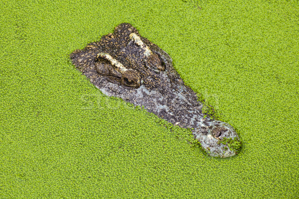 Krokodil grünen Mund schließen Stock foto © FrameAngel