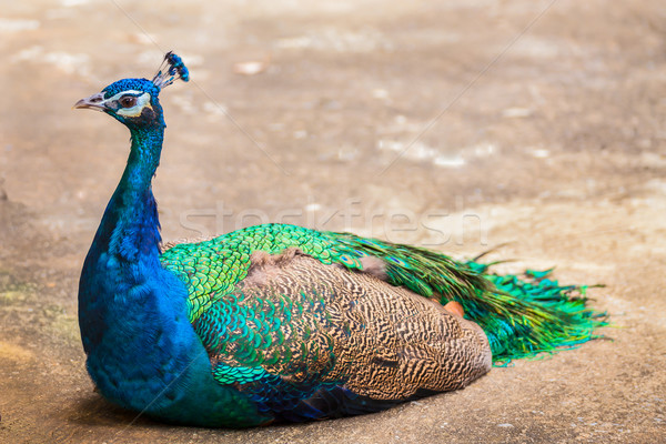 портрет красивой павлин птица зеленый Перу Сток-фото © FrameAngel