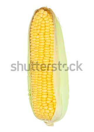 corn cob Stock photo © FrameAngel