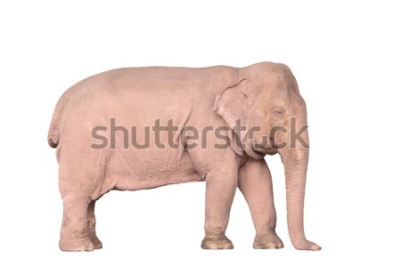 White elephant Stock photo © FrameAngel