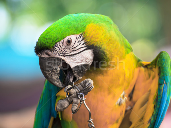 Blue and Gold macaw, Scientific name 'Ara ararauna' bird Stock photo © FrameAngel