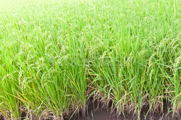 Paddy rice in field, Thailand Stock photo © FrameAngel