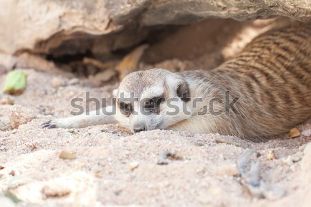 Natur Wüste Mund Afrika Wache cute Stock foto © FrameAngel