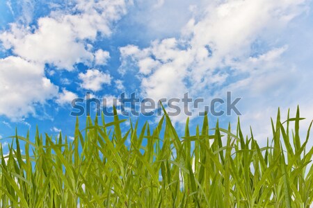 Environment concept, globe in the grass Stock photo © FrameAngel