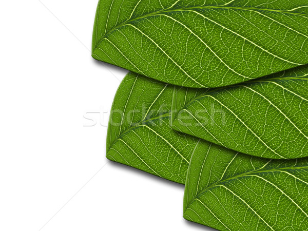 Yeşil yaprak doku soyut yaprak yaz yeşil Stok fotoğraf © FrameAngel
