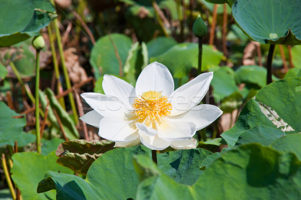 blooming lotus flower over green background Stock photo © FrameAngel