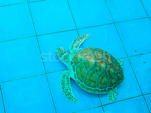 Groene schildpad shell dier Stockfoto © FrameAngel