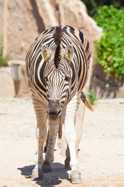 Common Zebra, science names 'Equus burchellii', stand on sand gr Stock photo © FrameAngel