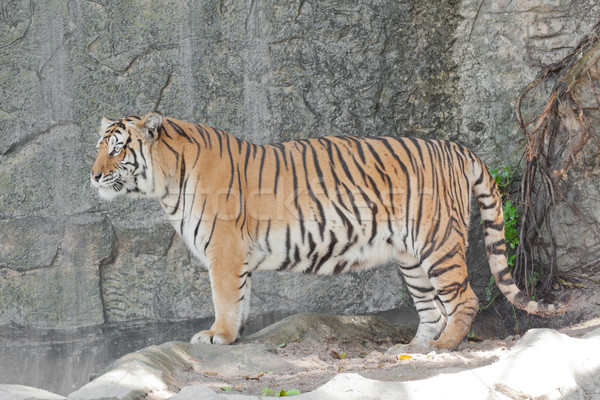 Siberian Tiger Stock photo © FrameAngel