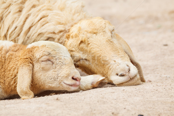 Little Lamb with Mother sheep sleeping Stock photo © FrameAngel