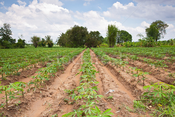 Cassava farm Stock photo © FrameAngel