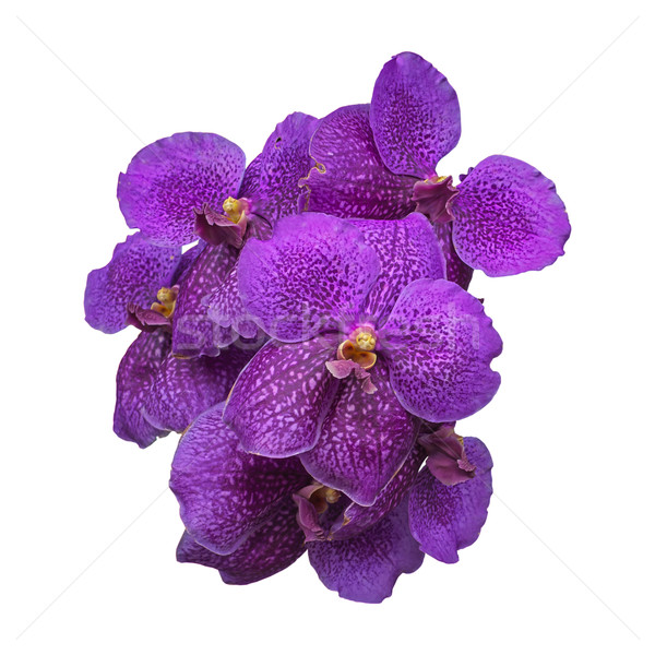 Purple Orchid, Vanda flower on white background Stock photo © FrameAngel