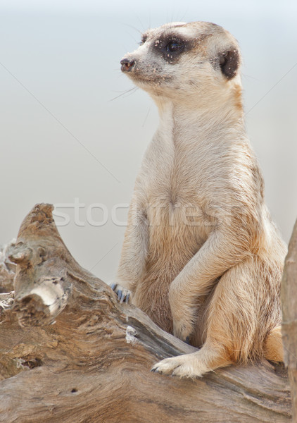 Natur Wüste Mund Afrika Wache cute Stock foto © FrameAngel