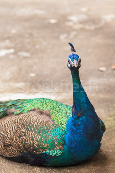 Belle paon vers le bas oiseau vert plumes [[stock_photo]] © FrameAngel