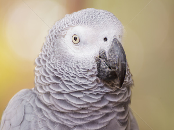 African Grey Parrot Stock photo © FrameAngel
