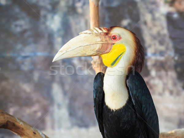 Bilimsel ad kuş ağaç turuncu siyah Stok fotoğraf © FrameAngel