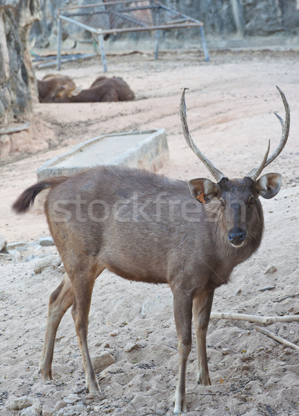deer or antelope Stock photo © FrameAngel