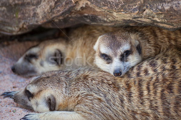 Gruppe schlafen Holz Loch Gesicht Augen Stock foto © FrameAngel