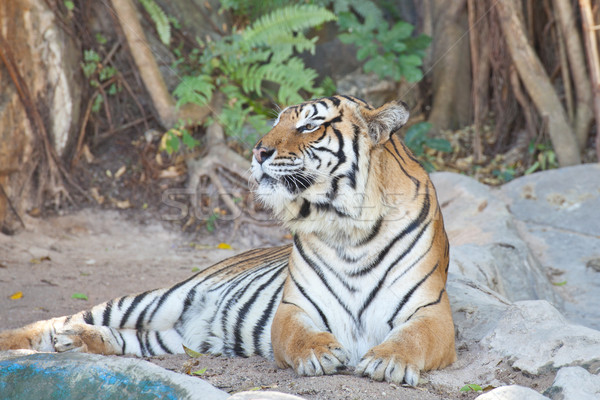 Siberian Tiger Stock photo © FrameAngel