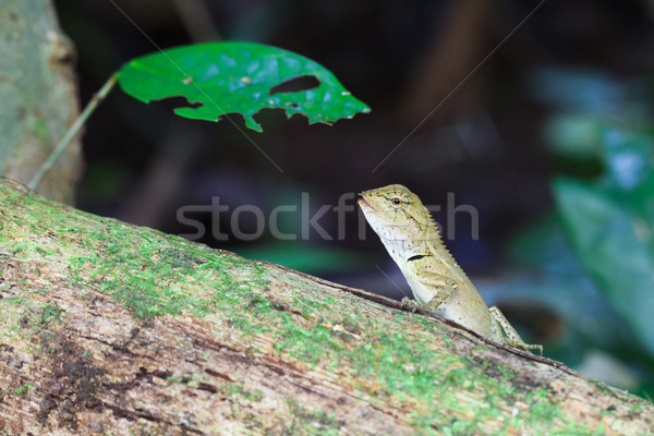 Essen Schmetterling Holz tropischen Wald asia Stock foto © FrameAngel