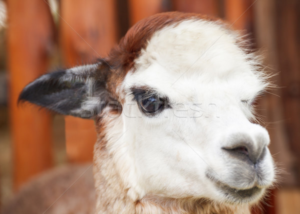 Alpaka portré zöld farm fej állat Stock fotó © FrameAngel