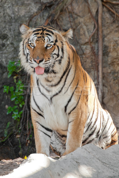 Siberian Tiger Stock photo © FrameAngel