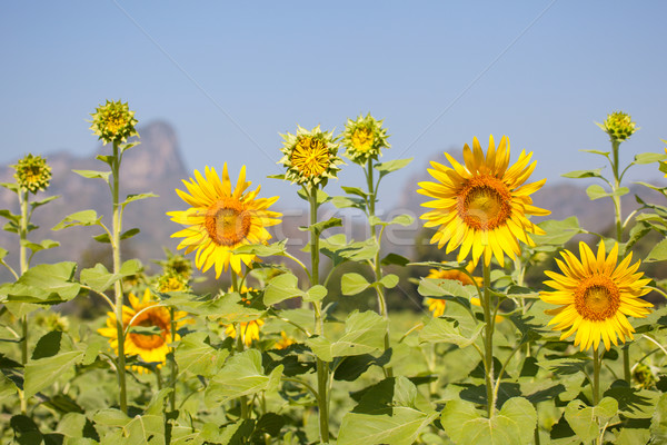 Floarea-soarelui câmp flori Imagine de stoc © FrameAngel