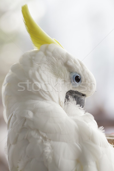 White Cockatoo Stock photo © FrameAngel