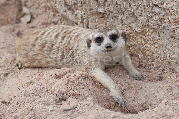 Natur Wüste Mund Afrika Wache cute Stock foto © FrameAngel