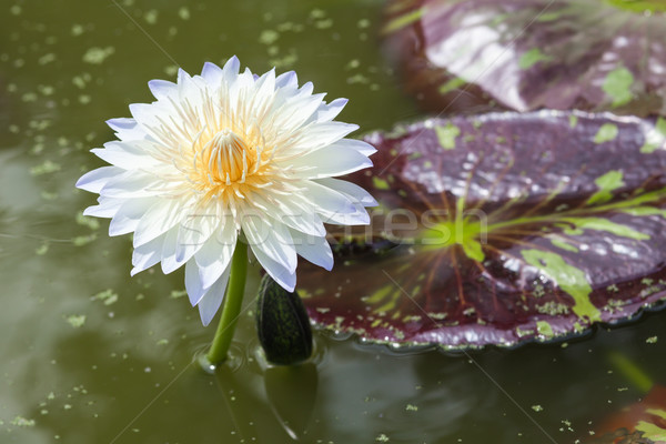 waterlily, lotus blooming in the tropical garden Stock photo © FrameAngel