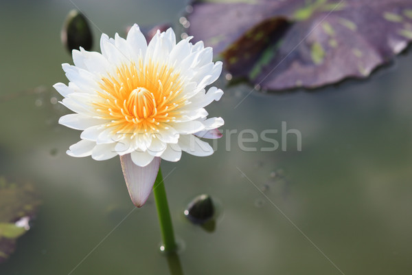 waterlily, lotus blooming in the tropical garden Stock photo © FrameAngel