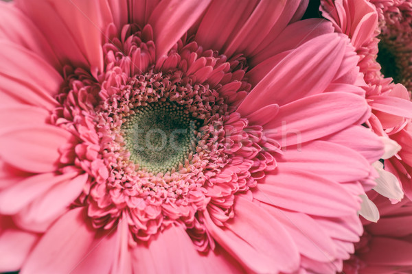 Stock photo: Bunch of pollen flowers, vintage theme