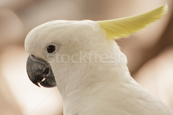 White Cockatoo Stock photo © FrameAngel
