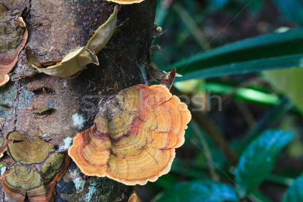 Mushrooms science names 'Polyporaceae' on wood in the forest at  Stock photo © FrameAngel