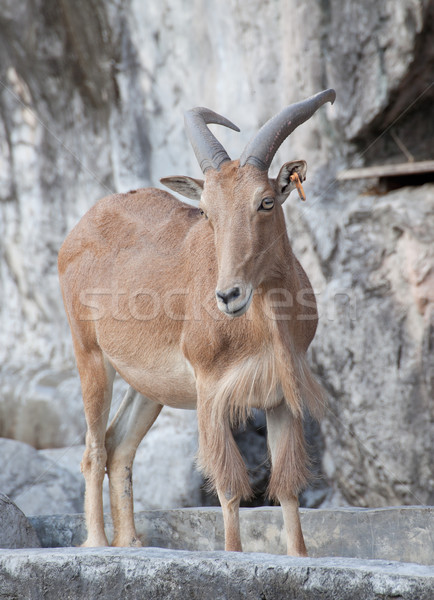 barbary sheep Stock photo © FrameAngel