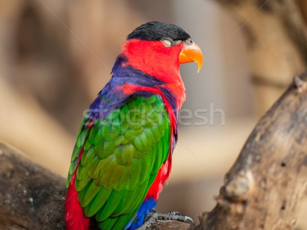 Black-capped lory, Scientific name 'Lorius lory' bird Stock photo © FrameAngel