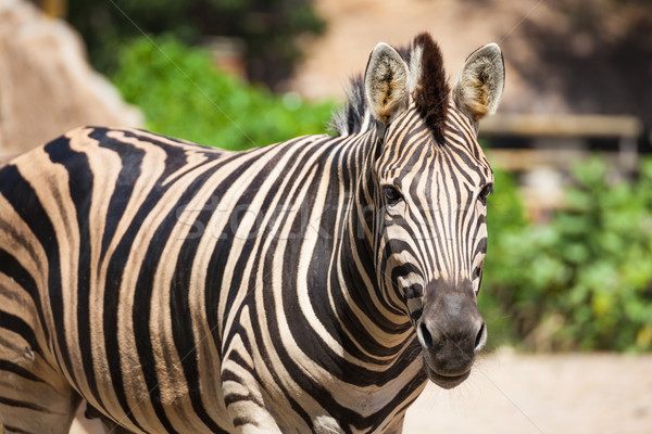 Common Zebra, science names 'Equus burchellii', stand on sand gr Stock photo © FrameAngel