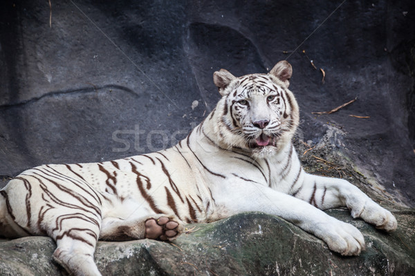 Blanche tigre détendre regarder falaise [[stock_photo]] © FrameAngel