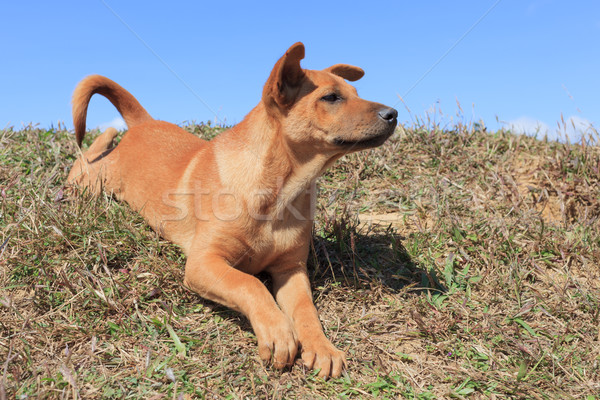 Сток-фото: портрет · коричневая · собака · глядя · расслабляющая · травой · поле · собака