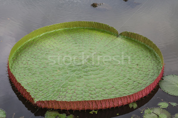 Zdjęcia stock: Lotos · liści · wody · piękna · lata · zielone