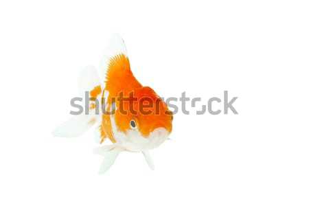 gold fish  Stock photo © FrameAngel