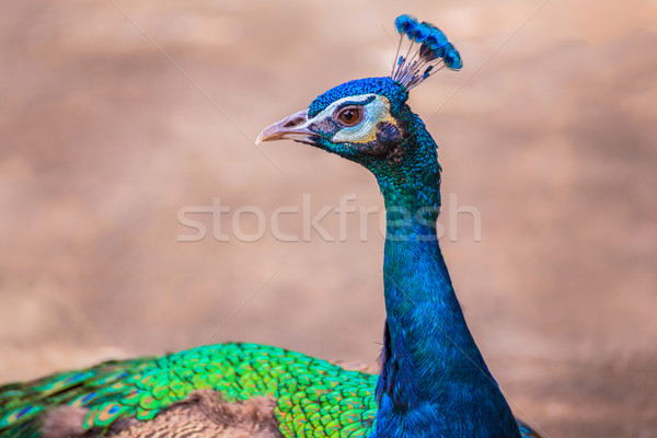 Frumos păun cap pasăre verde Imagine de stoc © FrameAngel