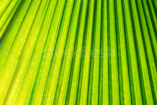 Zielony liść wiosną streszczenie liści lata Zdjęcia stock © FrameAngel